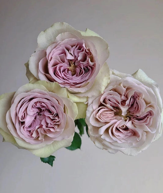 Notre Dame fragrant garden rose plant flower bush shrub