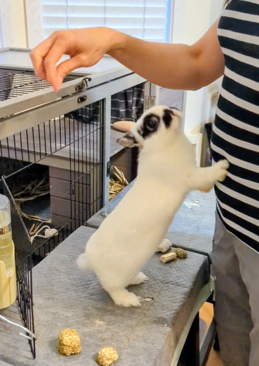 2 years old spayed Netherland dwarf bunny rabbit