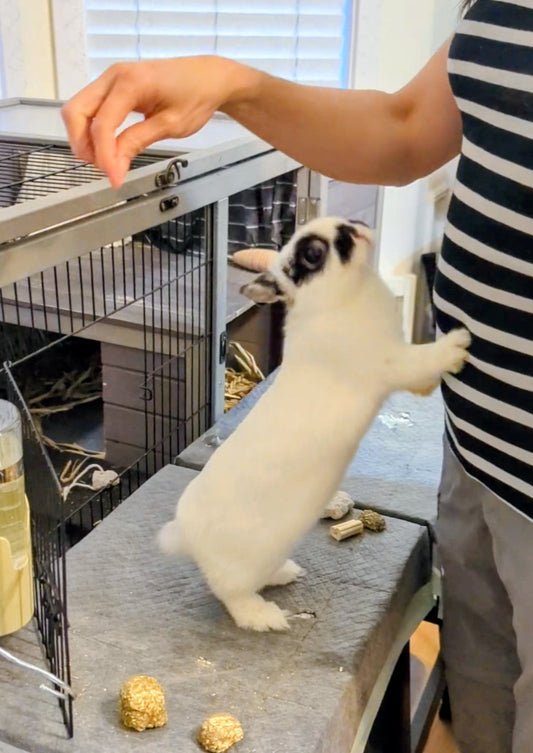 2 years old spayed Netherland dwarf bunny rabbit