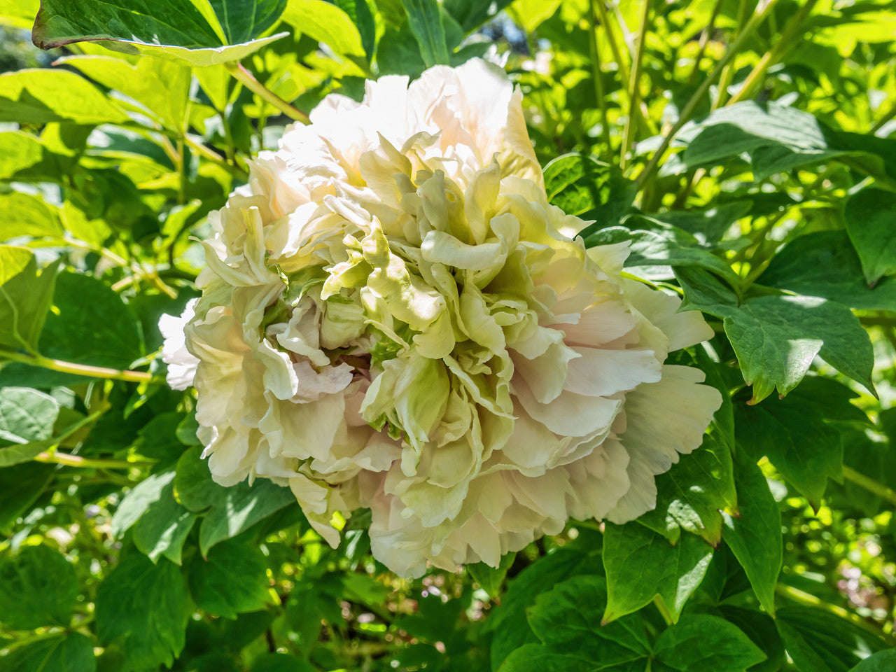 "Green peas" large flower tree peony