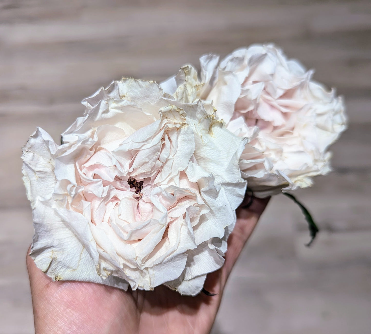 Westminster Abbey lookalike wedding garden rose plant large flower bush deciduous shrub