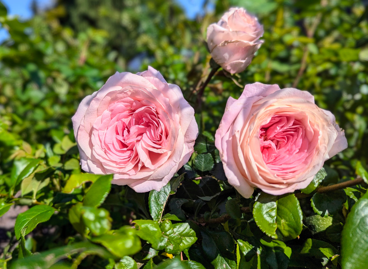 Mayra Bridal lookalike garden rose plant flower bush shrub