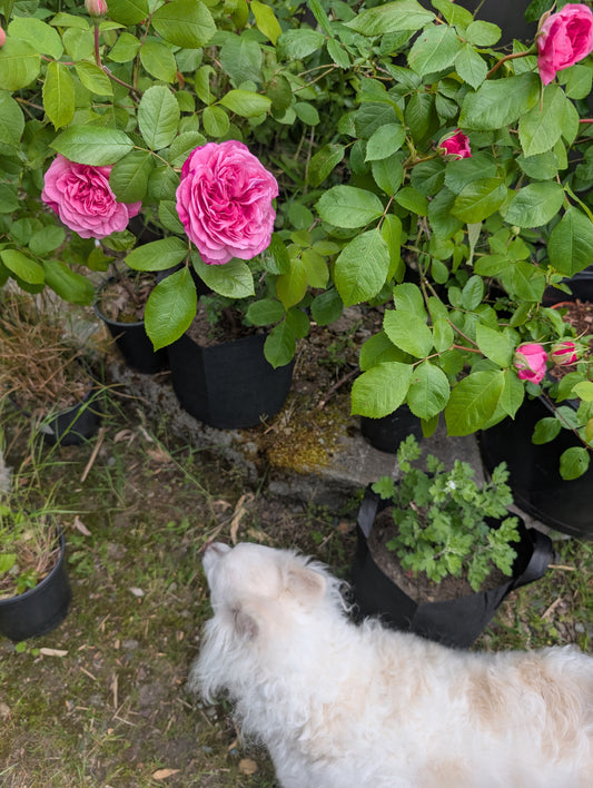 5-7 gal large size "Loves me, loves me not" garden rose plant flower bush shrub