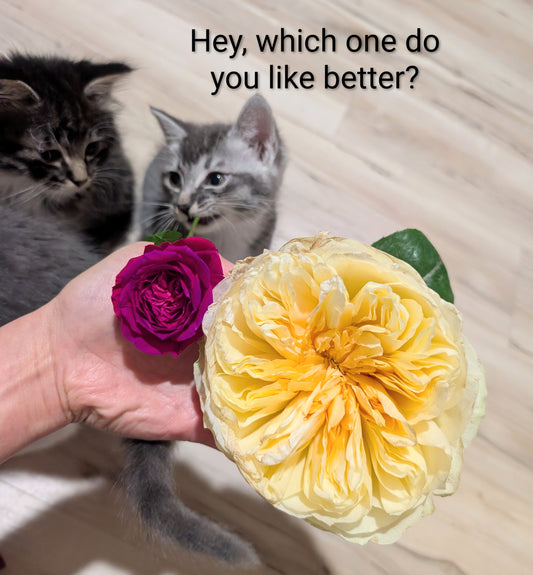 Antonia's Garden lookalike garden rose plant large flower bush deciduous shrub