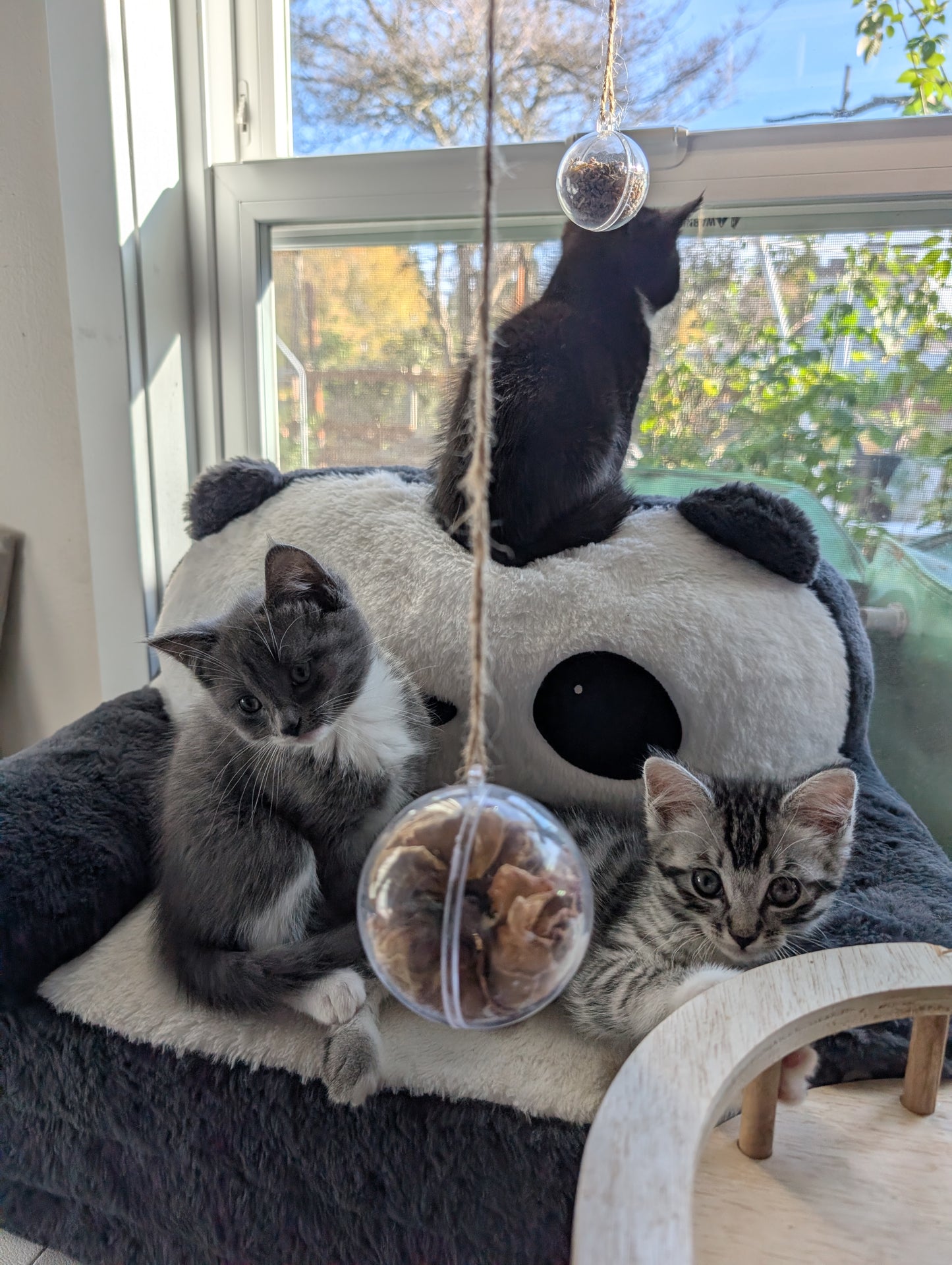 2.5 month old kitten kitty cats