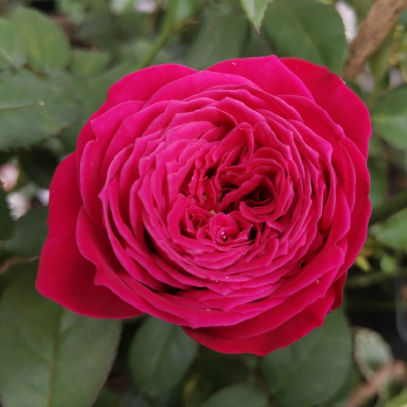 Just More lookalike rose plant flower bush shrub