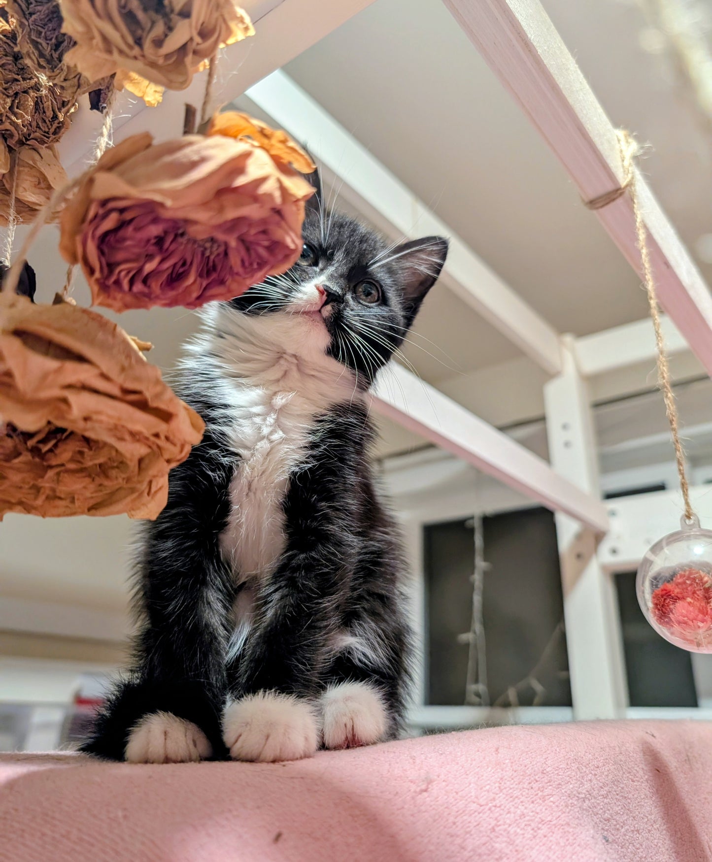 2.5 month old kitten kitty cats