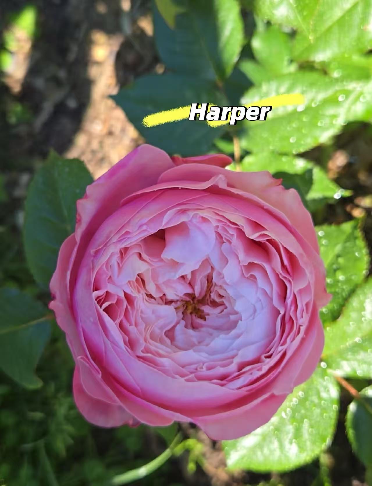 Harper lookalike garden rose plant flower bush deciduous shrub