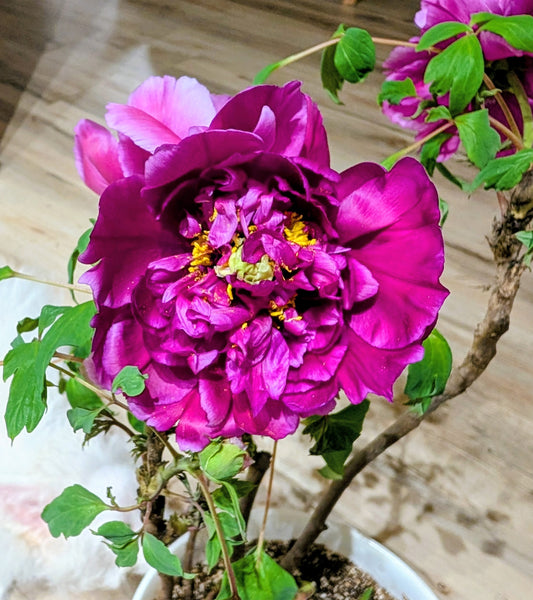 "Champion Crown" large flower tree peony