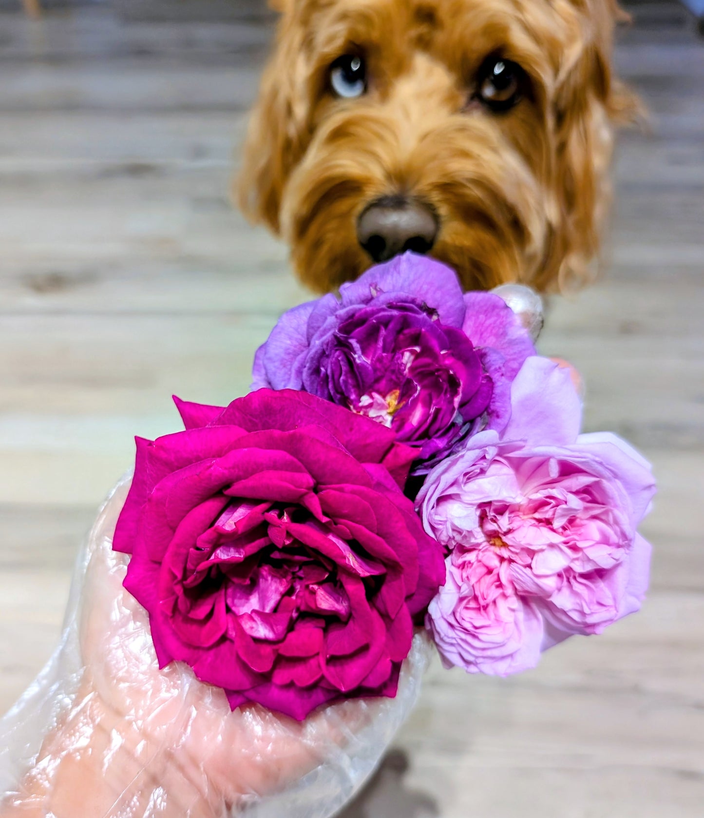 Sweet Frances garden rose plant flower bush shrub