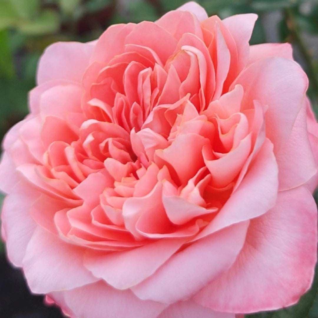 Dragonfly garden rose plant flower bush shrub