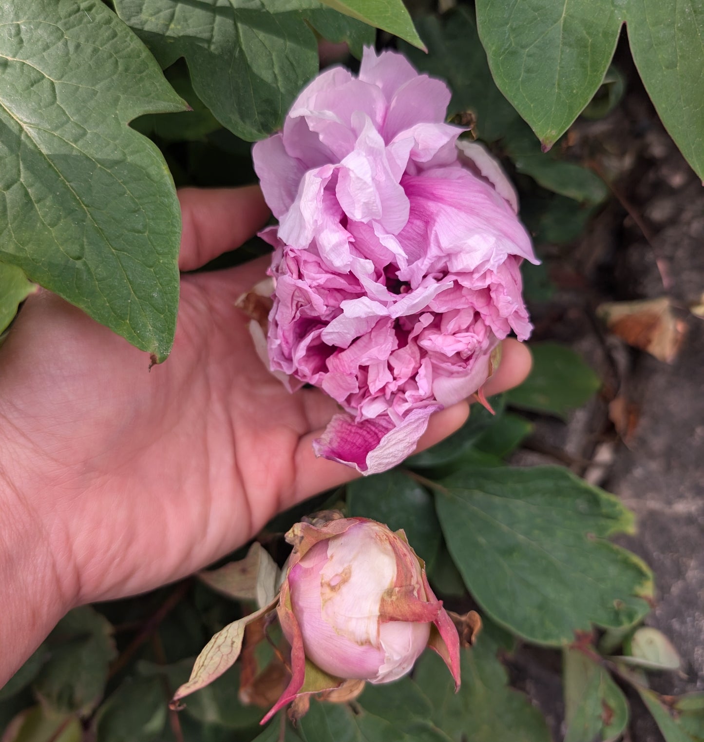 "Fen Yu Sheng Hui" tree peony