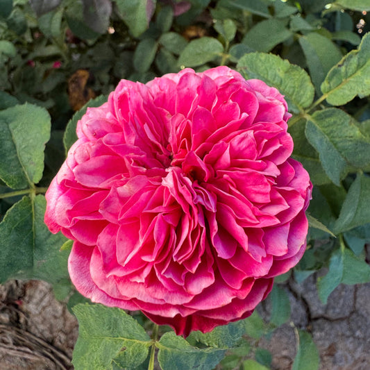 Just More lookalike rose plant flower bush shrub