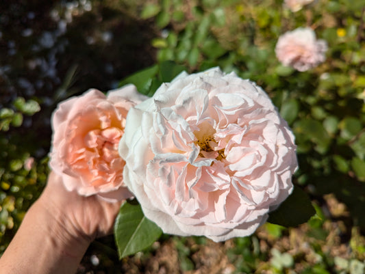Free few thorn apricot rose plant cuttings