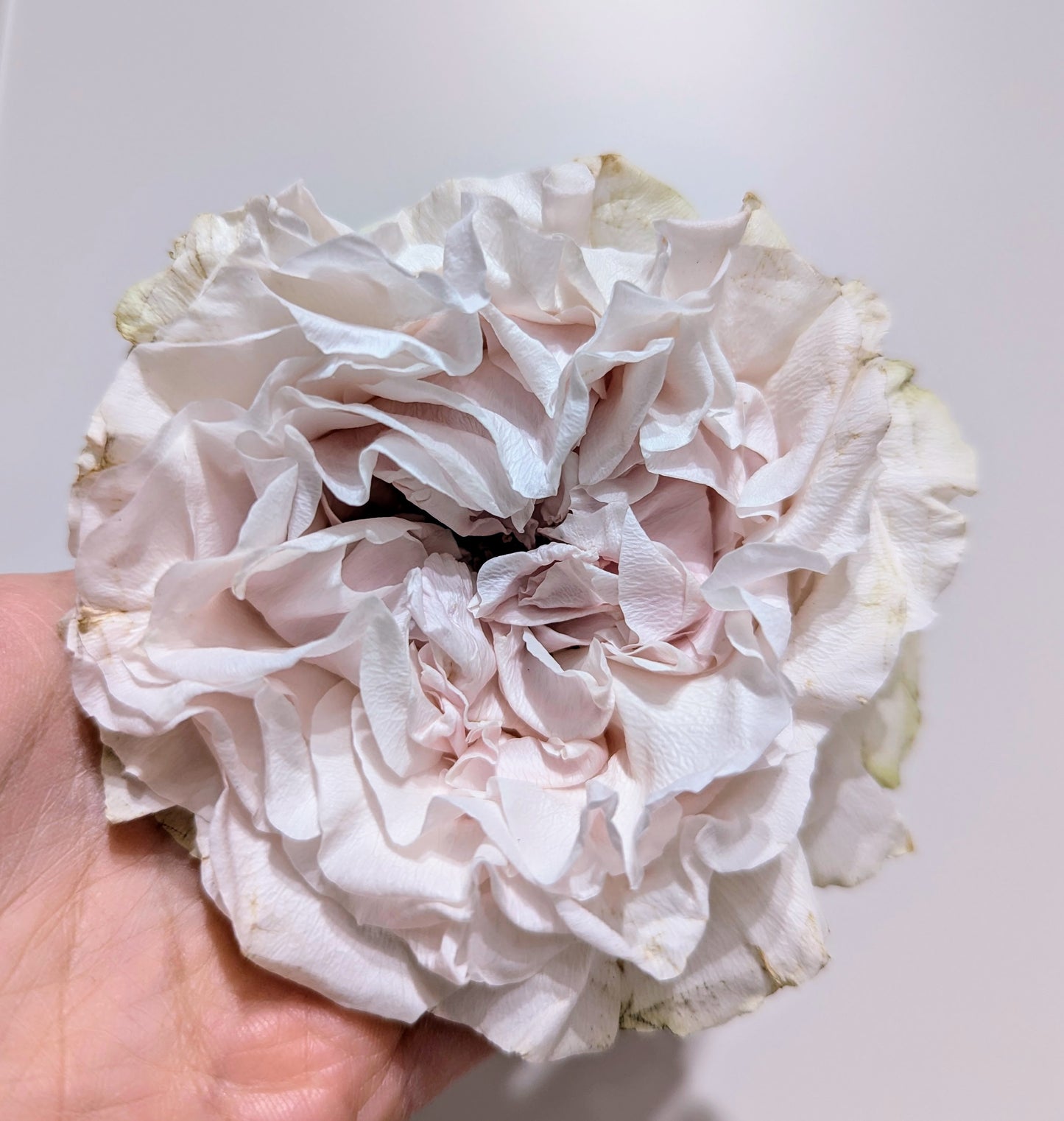 Westminster Abbey lookalike wedding garden rose plant large flower bush deciduous shrub