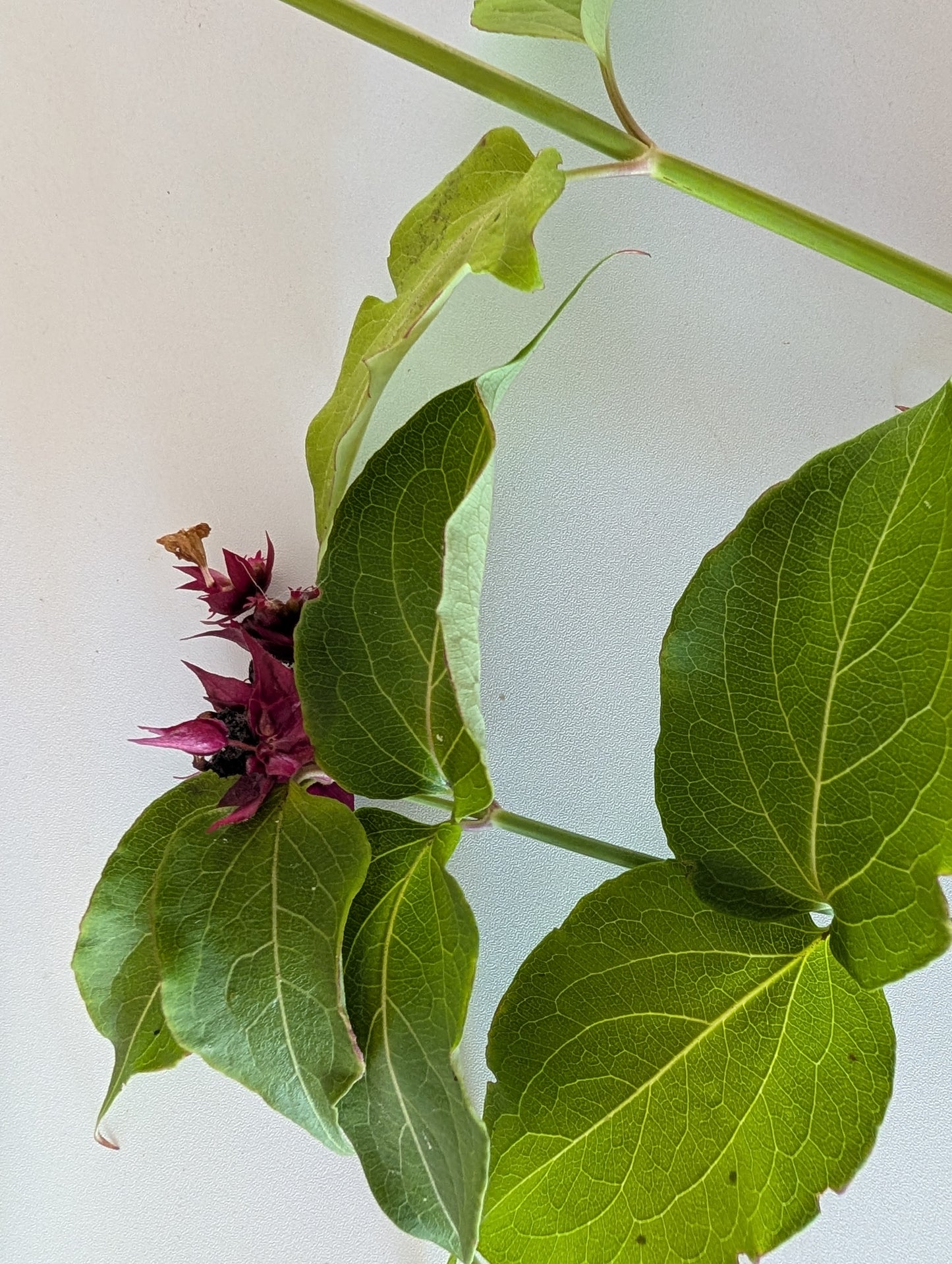 Free Himalayan honeysuckle seeds and cuttings