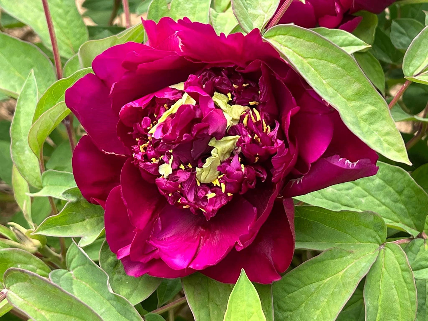 "Champion Crown" large flower tree peony