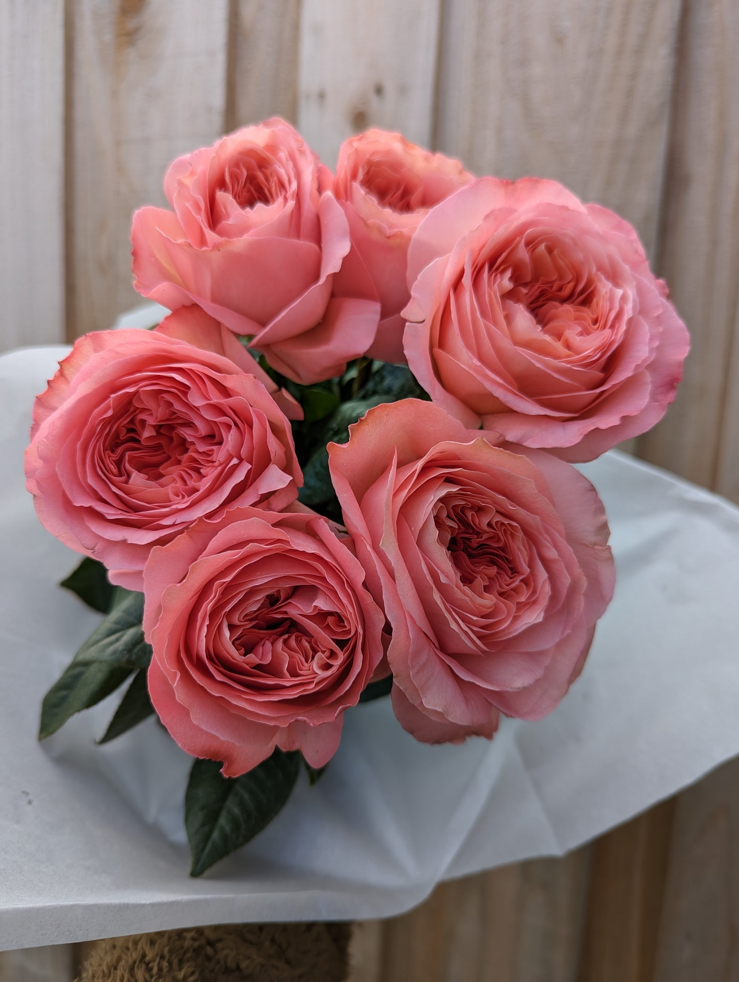 Pink Xpression lookalike garden rose plant flower bush shrub