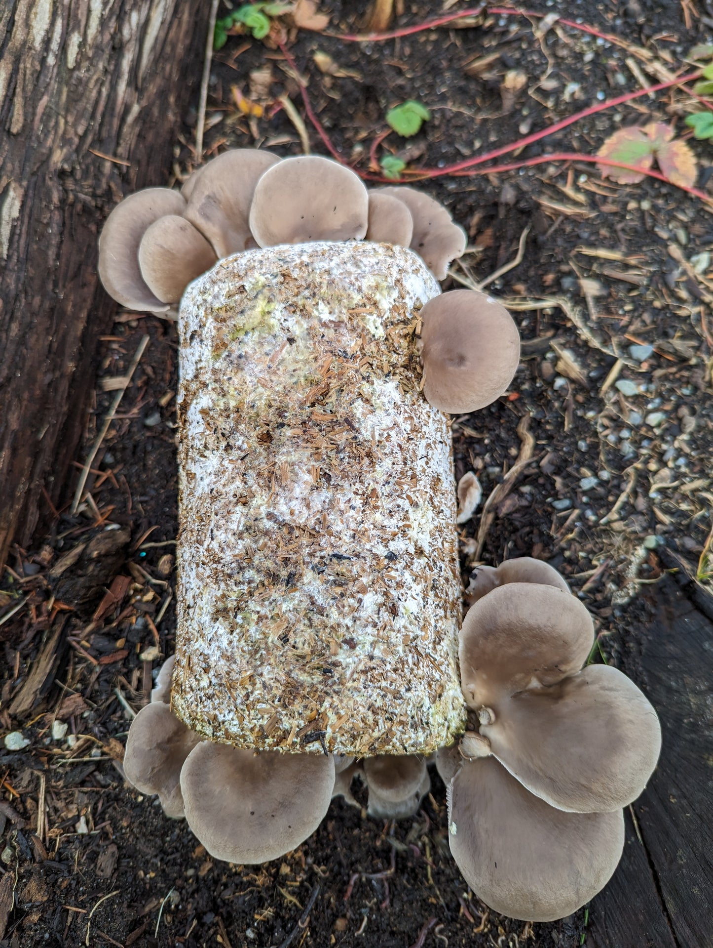 Organic Oyster Fruiting Block – Mushroom Growing Kit