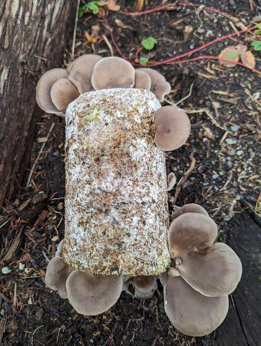 Organic Oyster Fruiting Block – Mushroom Growing Kit