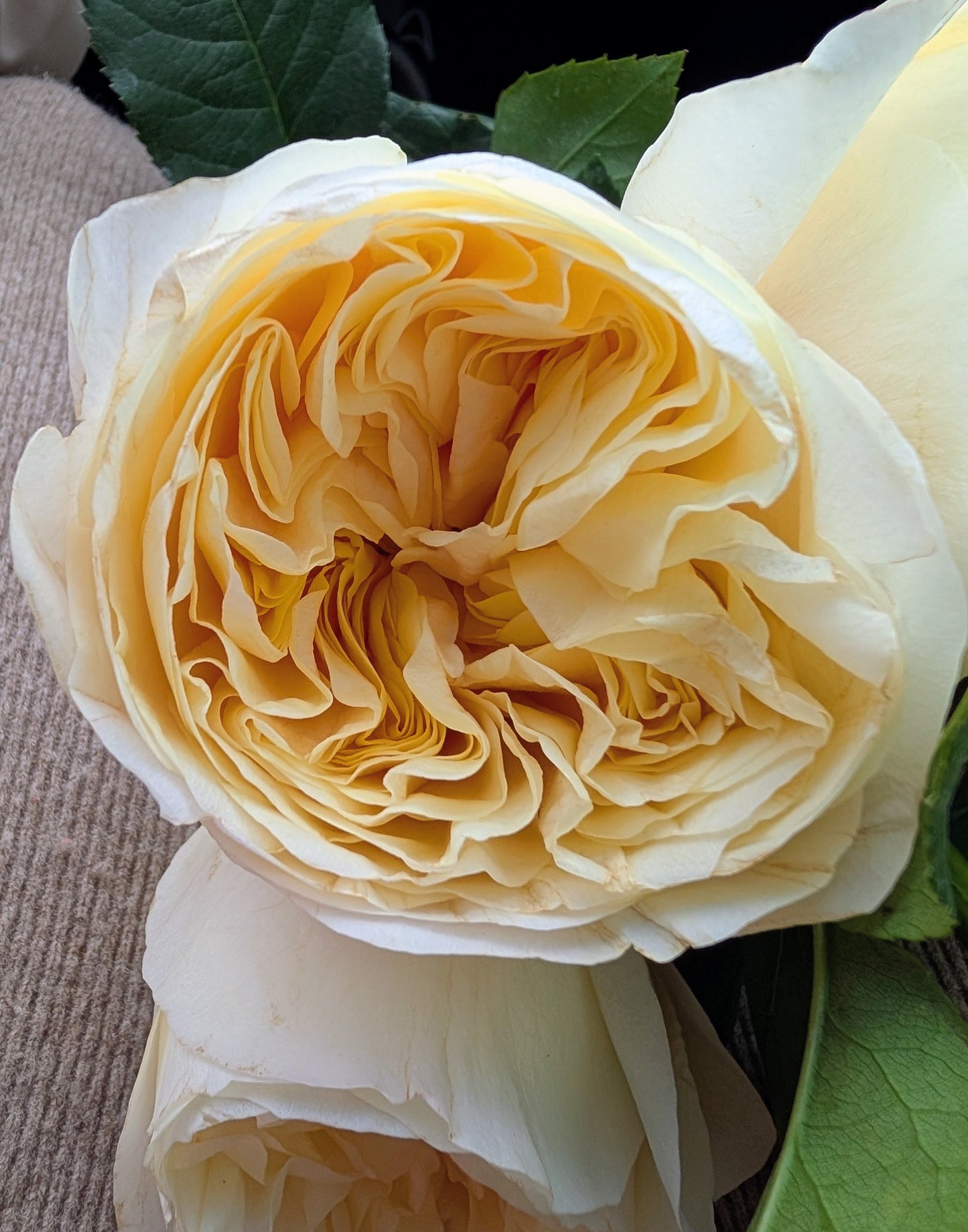 Pursuasion lookalike garden rose plant large flower bush deciduous shrub