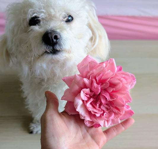 General Schablikine garden rose flower cutting