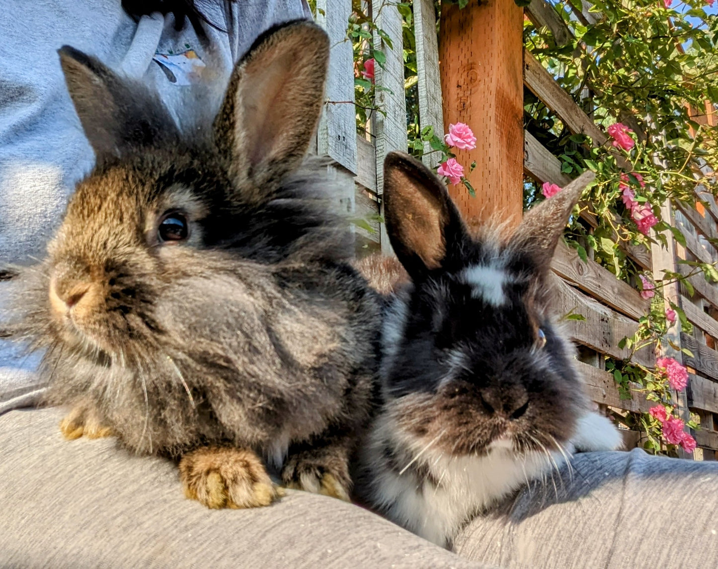 2-6 month old bunny rabbits
