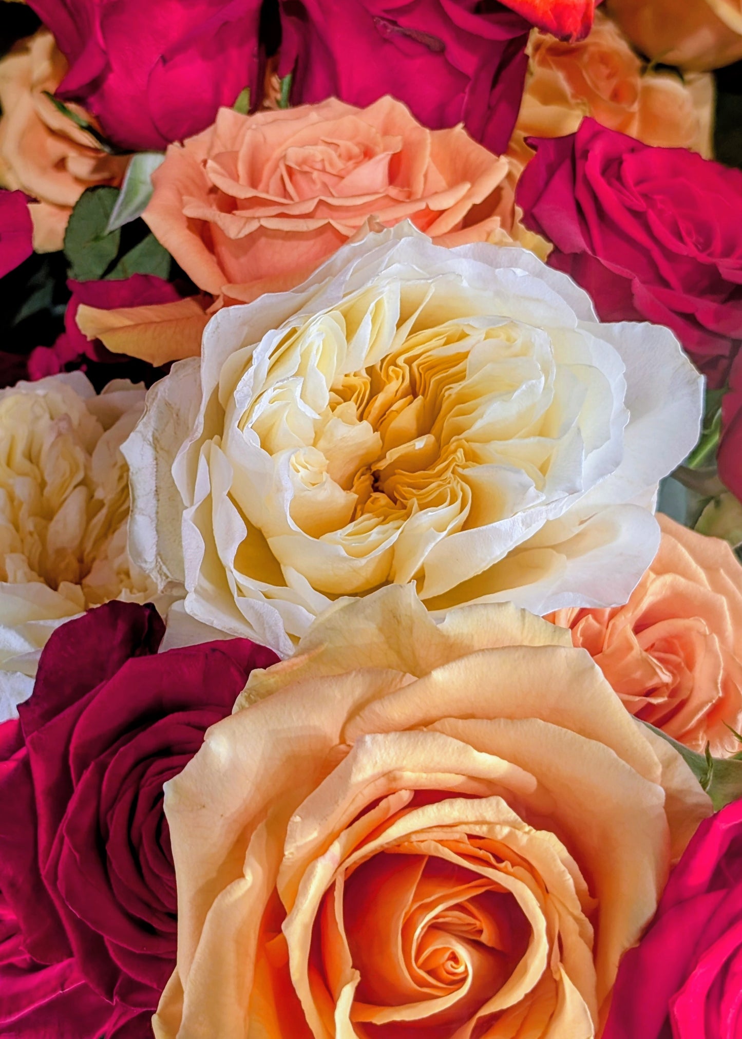 Antonia's Garden lookalike garden rose plant large flower bush deciduous shrub