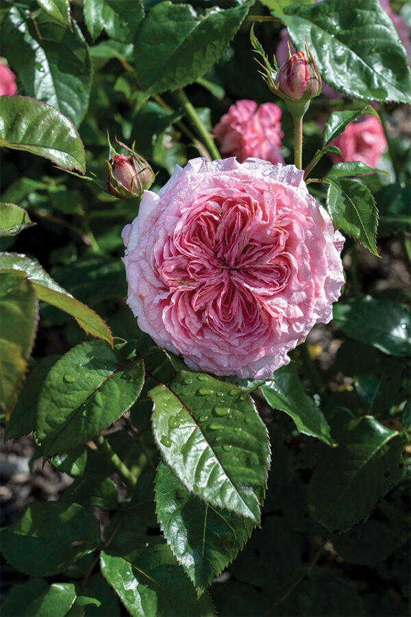 Large 5 gallon Romantica Ballgown rose plant flower bush shrub