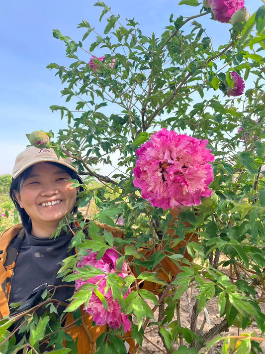 "Dressed in red & white" large flower tree peony