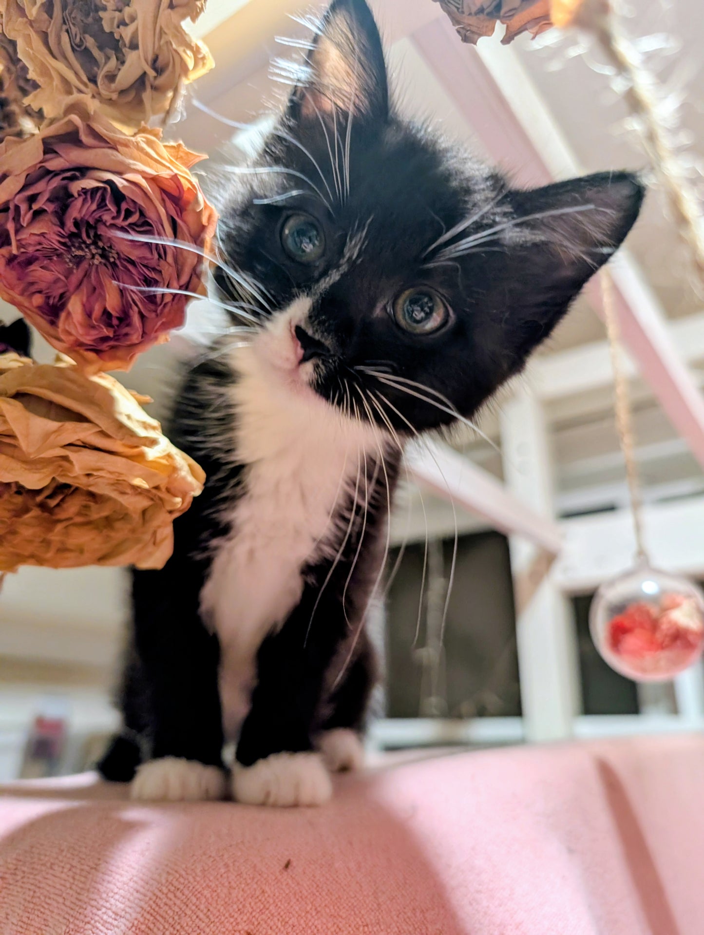 2.5 month old kitten kitty cats