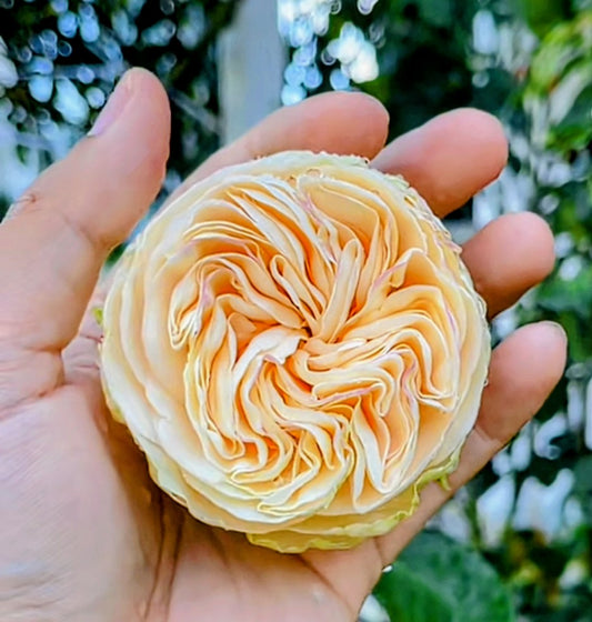 Yukihime garden rose plant flower bush shrub