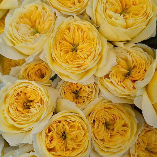 Persuasion lookalike garden rose plant flower bush shrub