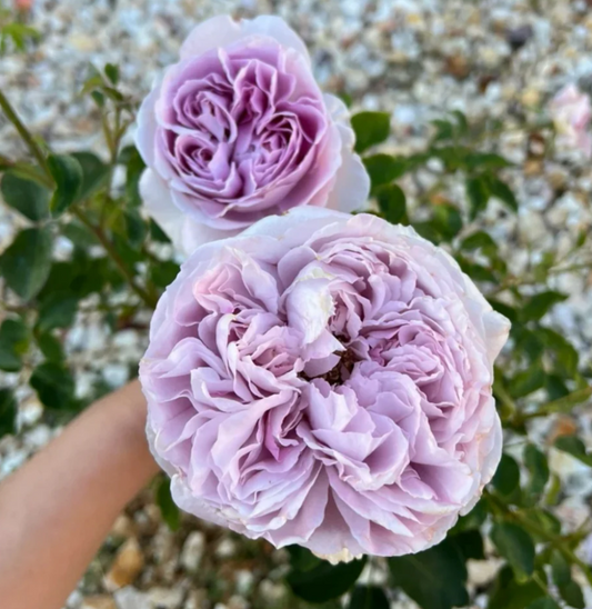 Repartil lavender garden rose plant large flower bush deciduous shrub