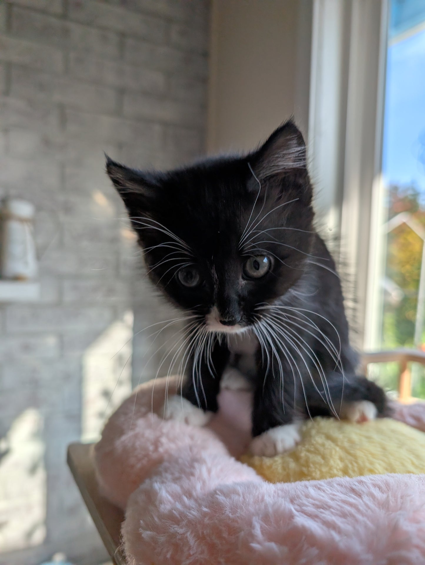 2.5 month old kitten kitty cats