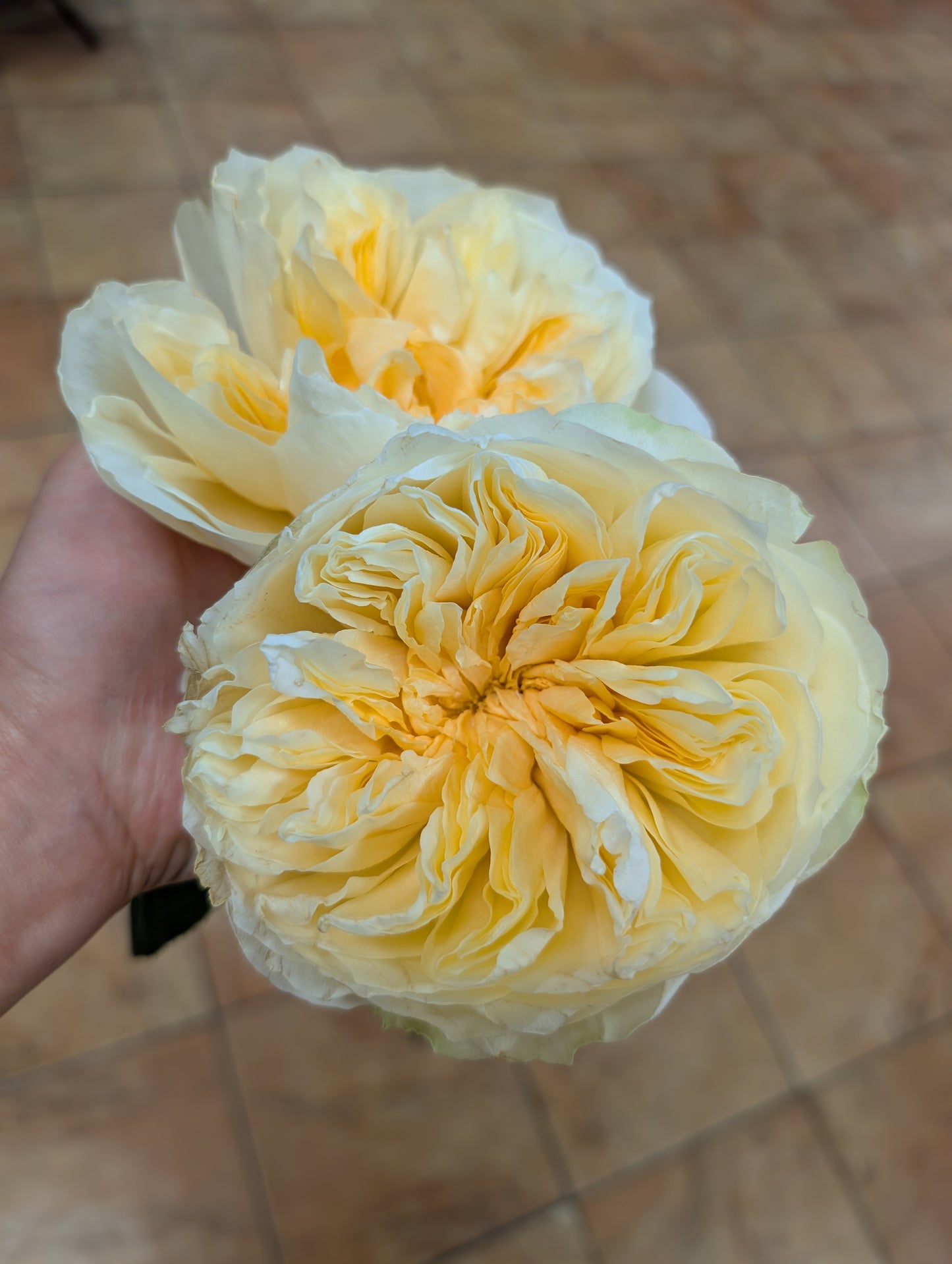 Antonia's Garden lookalike garden rose plant large flower bush deciduous shrub