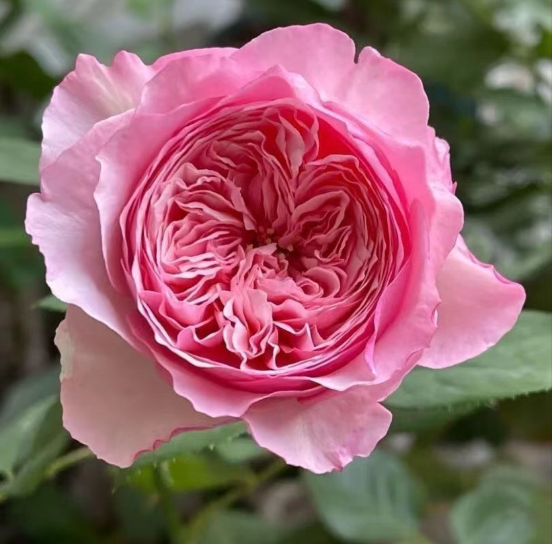 Care lookalike garden rose plant flower bush deciduous shrub