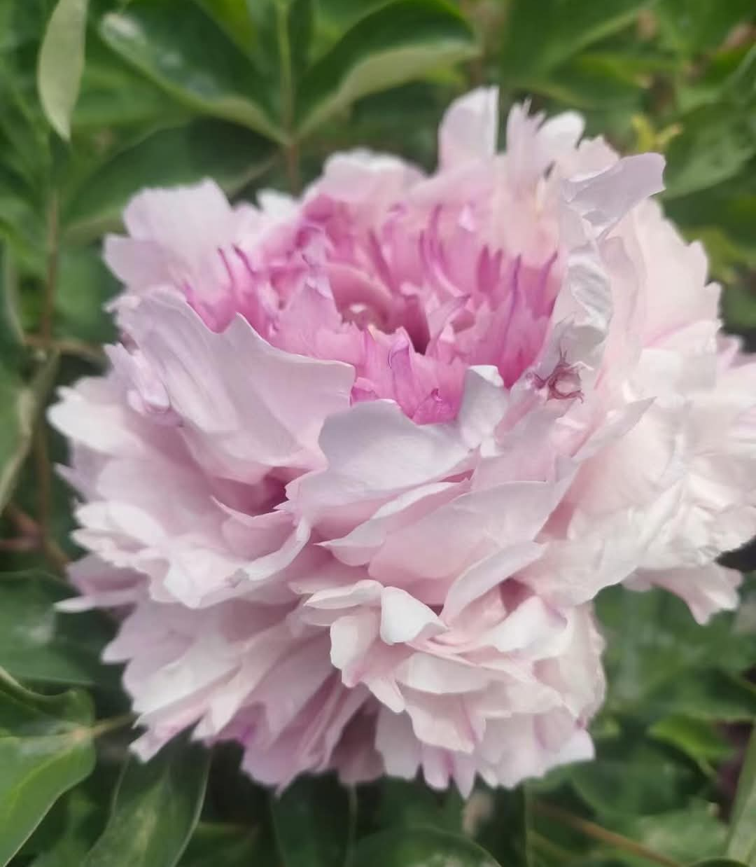 "Peaceful Prosperous Age" multicolor large flower tree peony