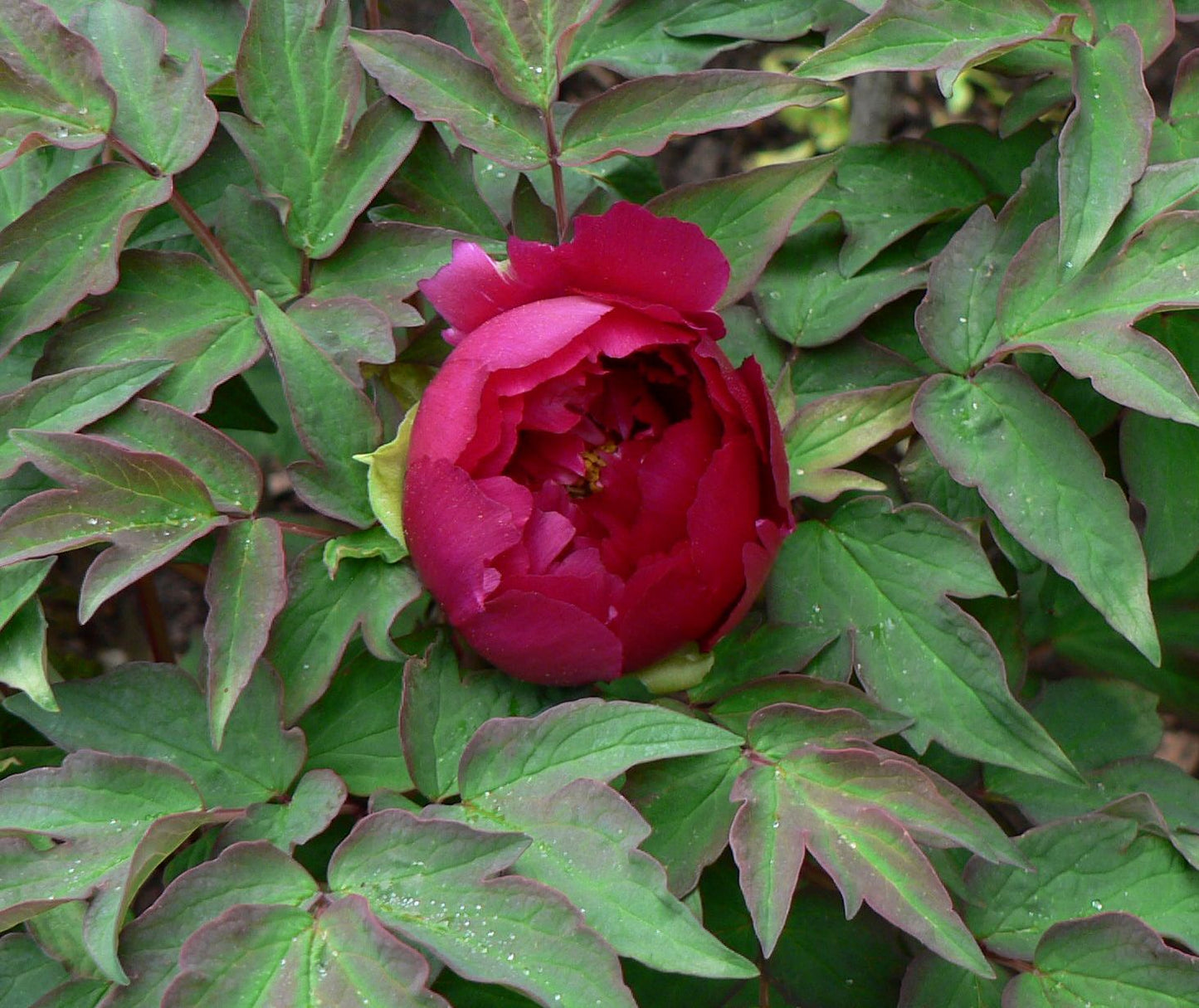 "Dark Gold Dazzle Splendor" large flower tree peony