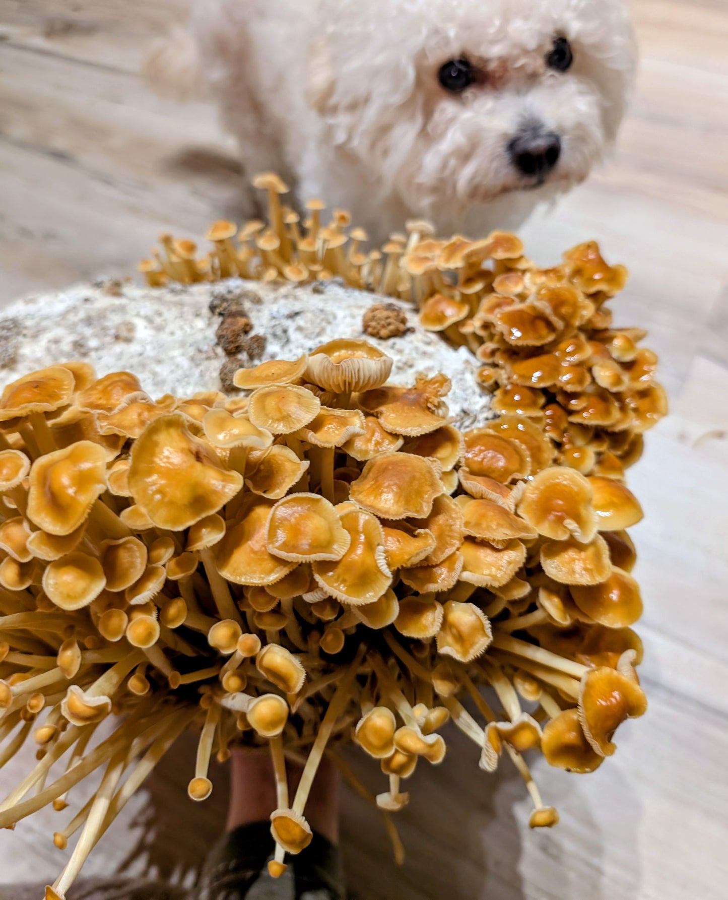 Organic Golden Enoki Fruiting Block – Mushroom Growing Kit