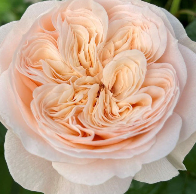 Paradise Beach lookalike garden rose plant flower bush shrub