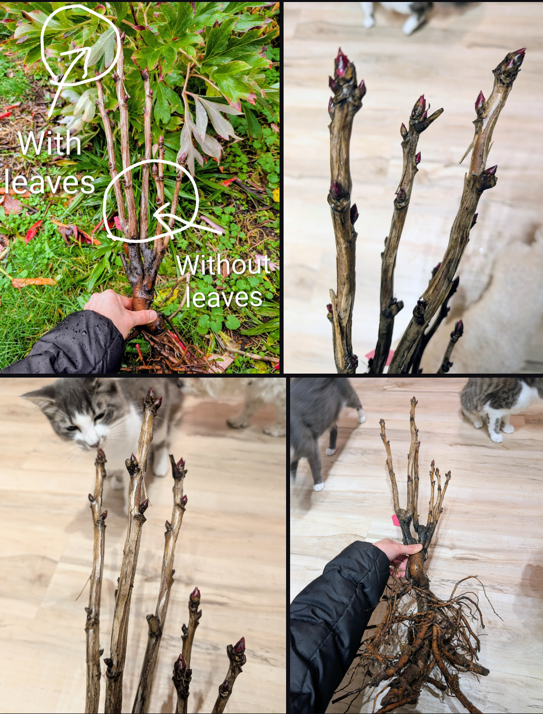 "Champion Crown" large flower tree peony