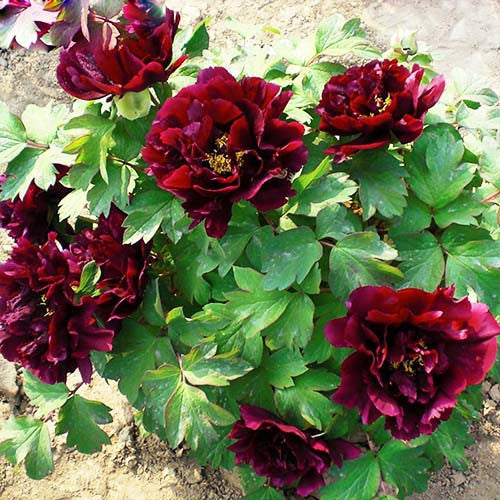 Hatsugarasu Japanese large flower tree peony