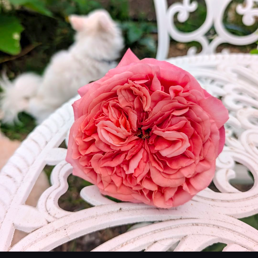 Pink Xpression garden rose plant flower bush shrub