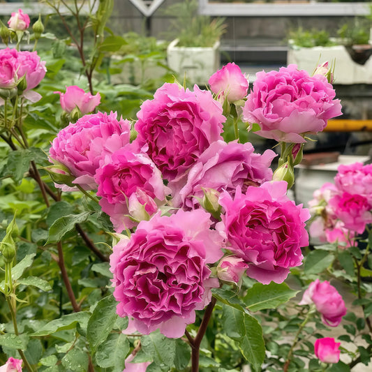 Scheherazade thornless rose plant flower bush shrub