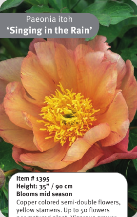 Singing in the Rain Itoh Peony