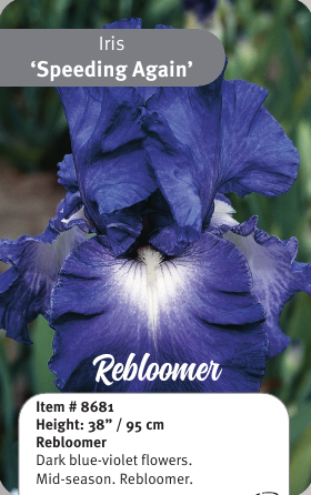 Speeding Again Rebloom Iris