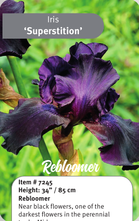 Superstition Iris