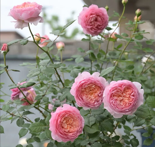 Taoran garden rose plant large flower bush deciduous shrub