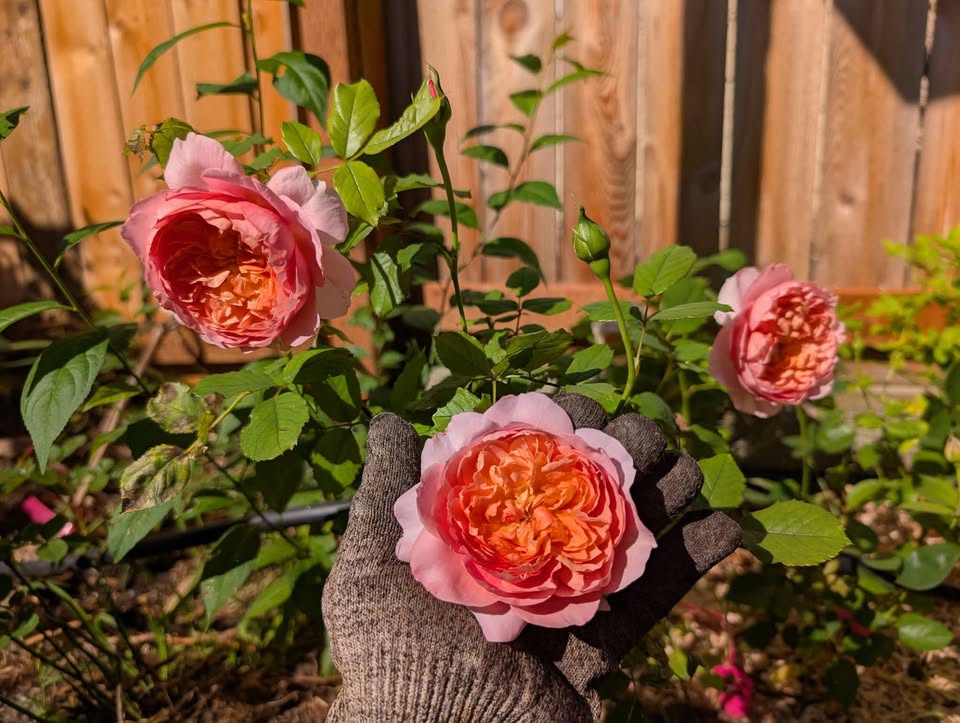 Taoran garden rose plant large flower bush deciduous shrub